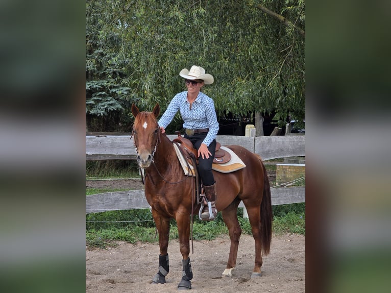 American Quarter Horse Wallach 3 Jahre 150 cm Fuchs in Neukalen