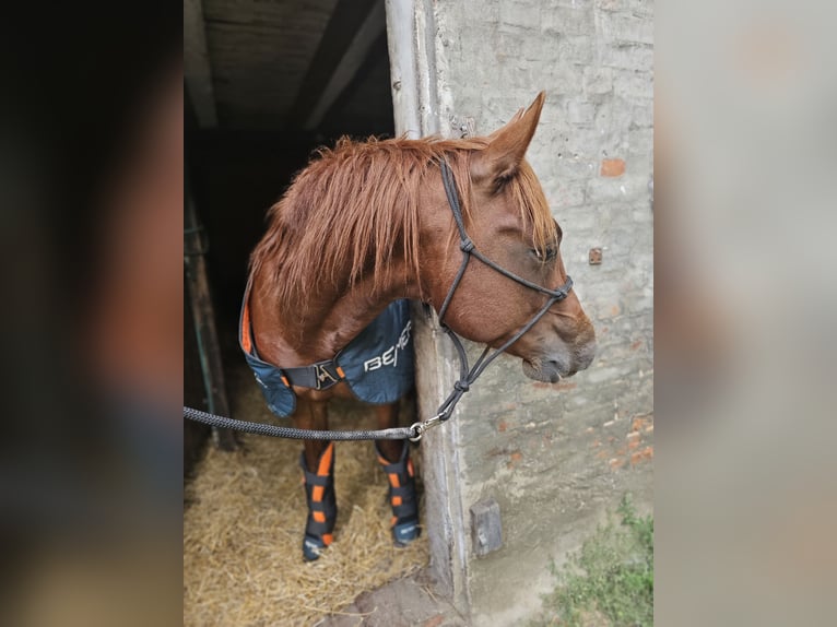 American Quarter Horse Wallach 3 Jahre 150 cm Fuchs in Neukalen