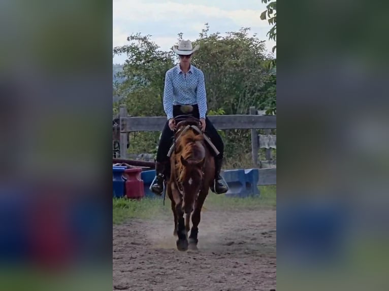 American Quarter Horse Wallach 3 Jahre 150 cm Fuchs in Neukalen