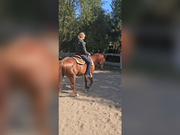 American Quarter Horse Wallach 3 Jahre 150 cm Fuchs in Neukalen
