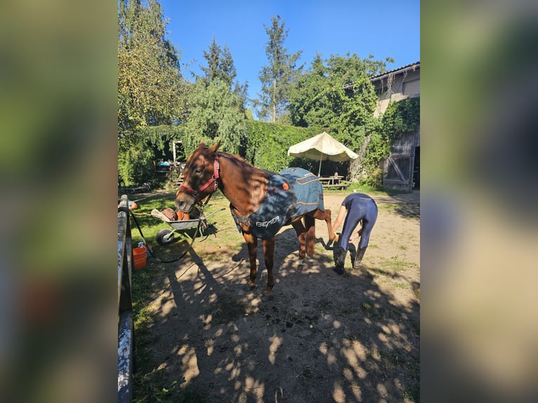American Quarter Horse Wallach 3 Jahre 150 cm Fuchs in Neukalen