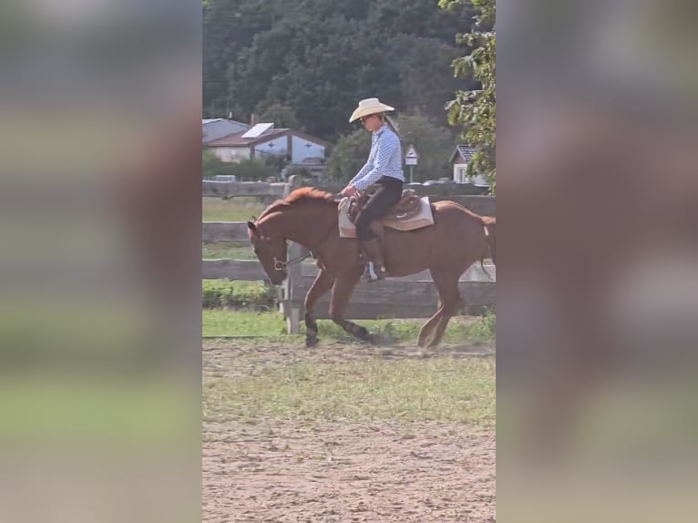 American Quarter Horse Wallach 3 Jahre 150 cm Fuchs in Neukalen