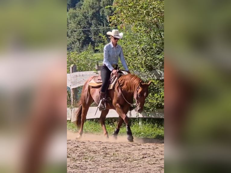 American Quarter Horse Wallach 3 Jahre 150 cm Fuchs in Neukalen