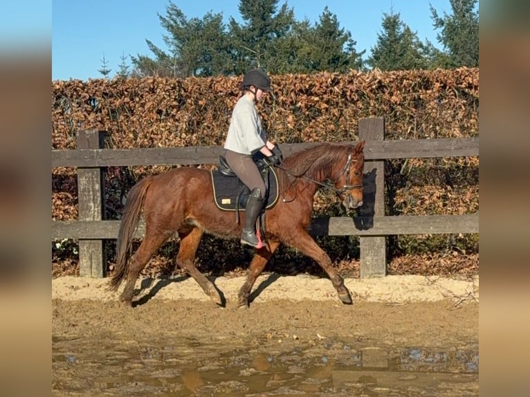 American Quarter Horse Wallach 3 Jahre 150 cm Fuchs in Daleiden