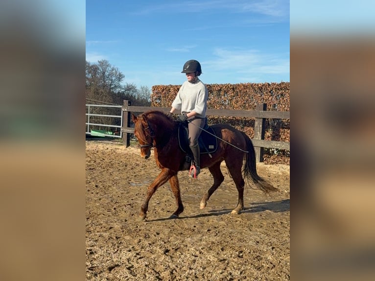 American Quarter Horse Wallach 3 Jahre 150 cm Fuchs in Daleiden