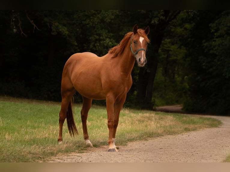 American Quarter Horse Wallach 3 Jahre 150 cm Fuchs in Zeulenroda-Triebes