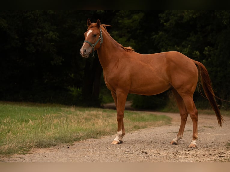 American Quarter Horse Wallach 3 Jahre 150 cm Fuchs in Zeulenroda-Triebes