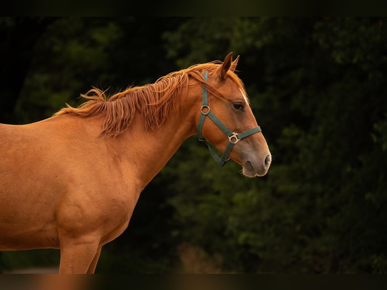 American Quarter Horse Wallach 3 Jahre 150 cm Fuchs in Zeulenroda-Triebes