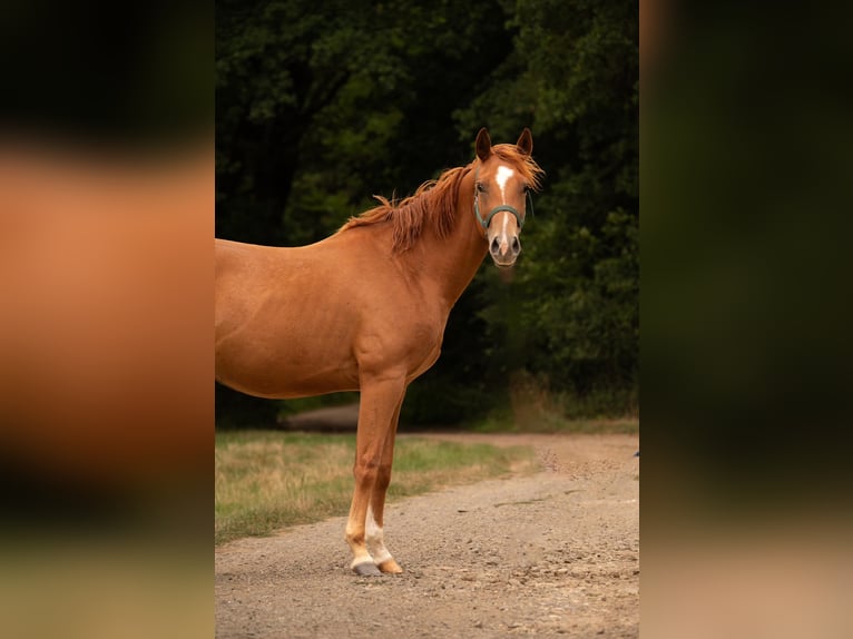 American Quarter Horse Wallach 3 Jahre 150 cm Fuchs in Zeulenroda-Triebes