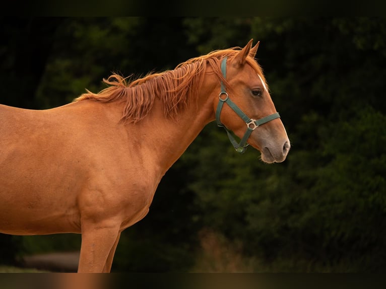American Quarter Horse Wallach 3 Jahre 150 cm Fuchs in Zeulenroda-Triebes