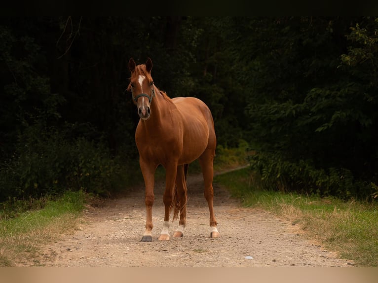 American Quarter Horse Wallach 3 Jahre 150 cm Fuchs in Zeulenroda-Triebes