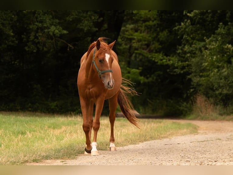 American Quarter Horse Wallach 3 Jahre 150 cm Fuchs in Zeulenroda-Triebes