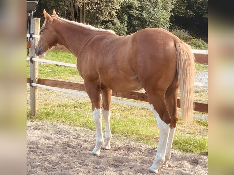 American Quarter Horse Wallach 3 Jahre 150 cm Fuchs in Selm