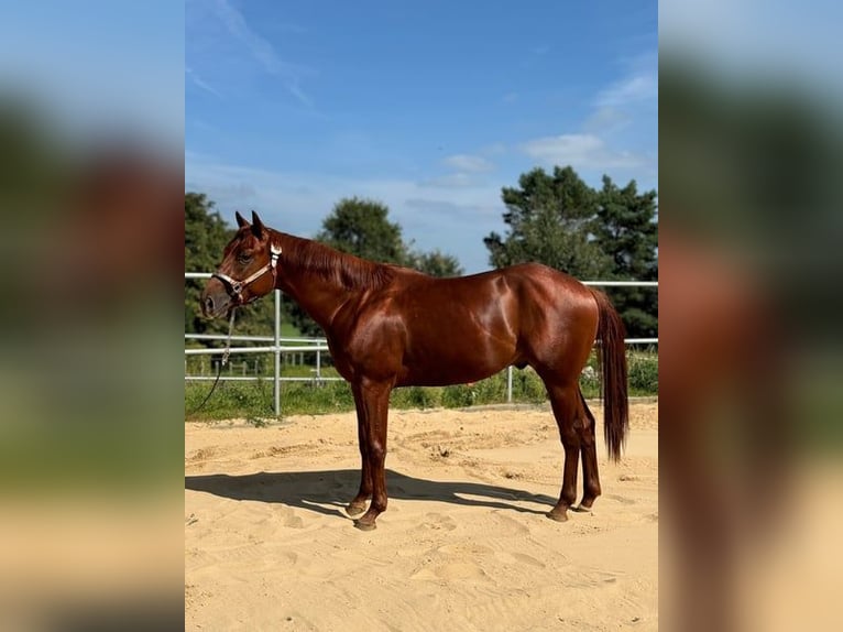 American Quarter Horse Wallach 3 Jahre 150 cm Fuchs in Rendsburg