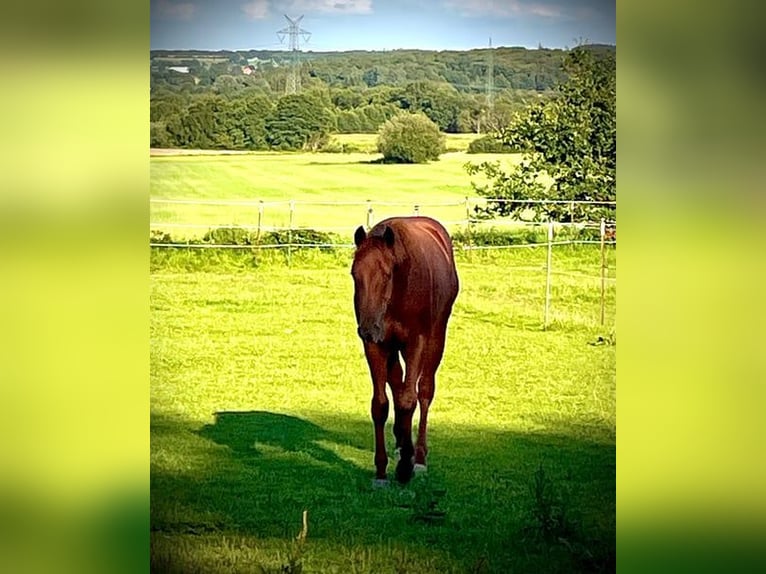 American Quarter Horse Wallach 3 Jahre 150 cm Fuchs in Rendsburg