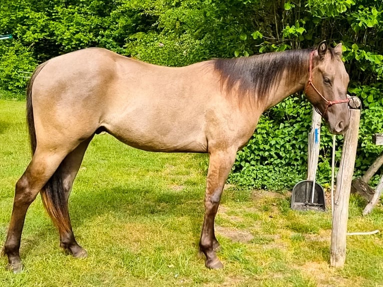 American Quarter Horse Wallach 3 Jahre 150 cm Grullo in Scharnhorst