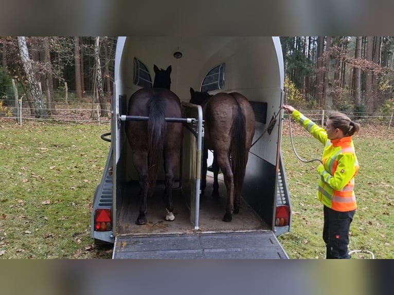 American Quarter Horse Wallach 3 Jahre 150 cm Grullo in Scharnhorst