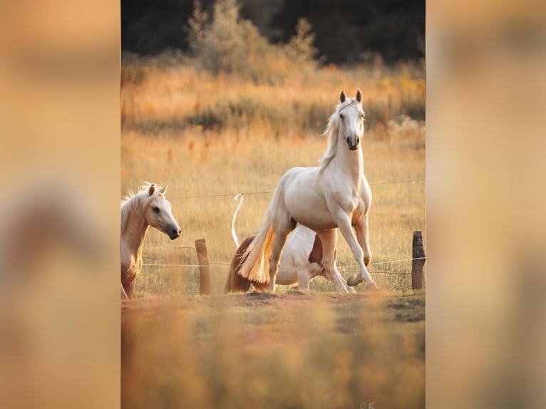 American Quarter Horse Mix Wallach 3 Jahre 150 cm Palomino in Oberlangen