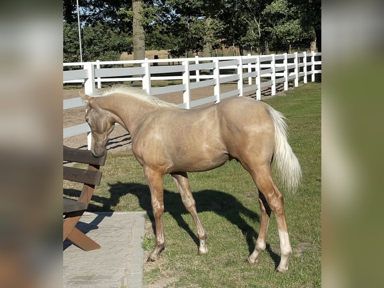 American Quarter Horse Mix Wallach 3 Jahre 150 cm Palomino in Oberlangen