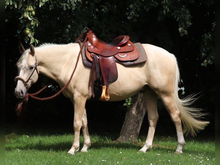 American Quarter Horse Mix Wallach 3 Jahre 150 cm Palomino in Oberlangen