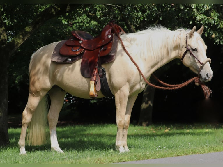 American Quarter Horse Mix Wallach 3 Jahre 150 cm Palomino in Oberlangen
