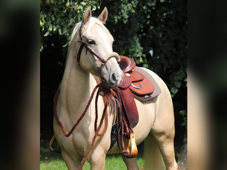 American Quarter Horse Mix Wallach 3 Jahre 150 cm Palomino in Oberlangen