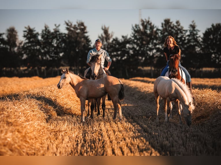 American Quarter Horse Mix Wallach 3 Jahre 150 cm Palomino in Oberlangen