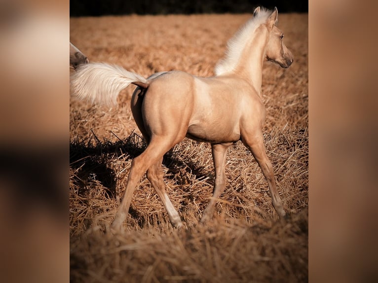 American Quarter Horse Mix Wallach 3 Jahre 150 cm Palomino in Oberlangen