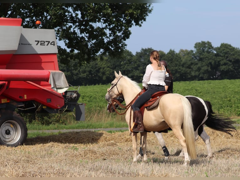 American Quarter Horse Mix Wallach 3 Jahre 150 cm Palomino in Oberlangen