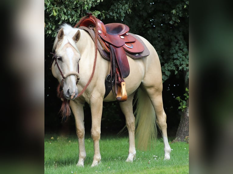American Quarter Horse Mix Wallach 3 Jahre 150 cm Palomino in Oberlangen