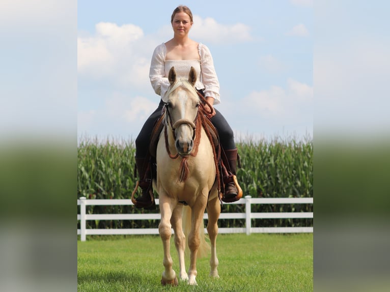 American Quarter Horse Mix Wallach 3 Jahre 150 cm Palomino in Oberlangen