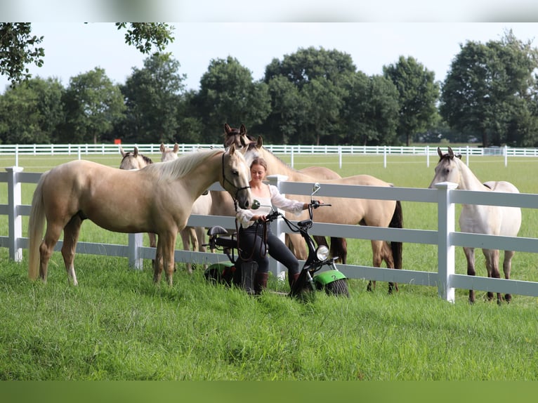 American Quarter Horse Mix Wallach 3 Jahre 150 cm Palomino in Oberlangen