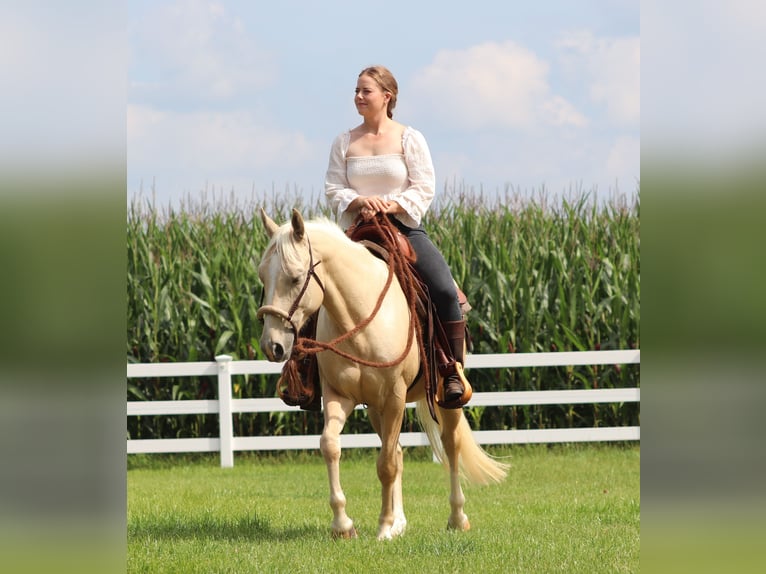 American Quarter Horse Mix Wallach 3 Jahre 150 cm Palomino in Oberlangen