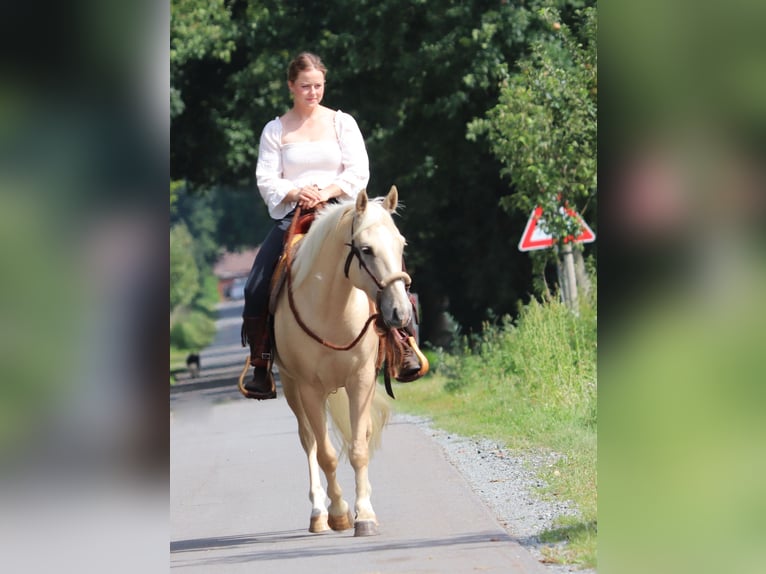 American Quarter Horse Mix Wallach 3 Jahre 150 cm Palomino in Oberlangen