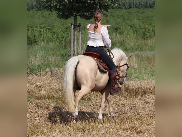 American Quarter Horse Mix Wallach 3 Jahre 150 cm Palomino in Oberlangen