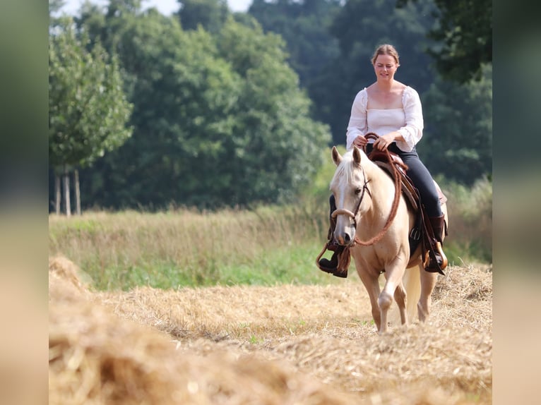 American Quarter Horse Mix Wallach 3 Jahre 150 cm Palomino in Oberlangen