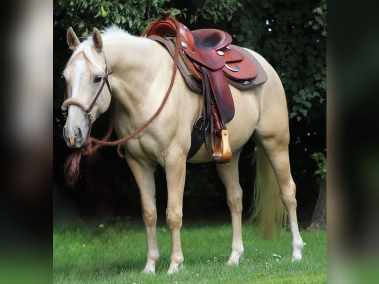 American Quarter Horse Mix Wallach 3 Jahre 150 cm Palomino in Oberlangen