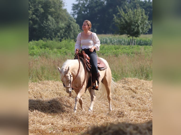 American Quarter Horse Mix Wallach 3 Jahre 150 cm Palomino in Oberlangen