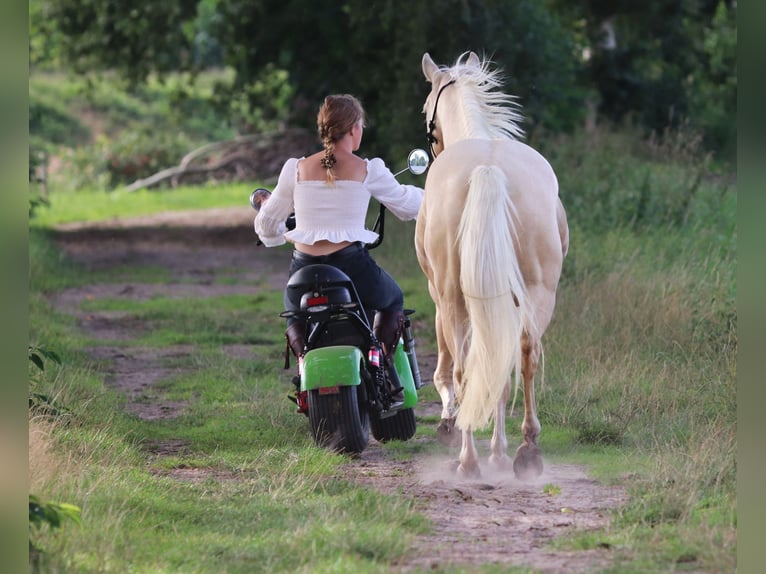 American Quarter Horse Mix Wallach 3 Jahre 150 cm Palomino in Oberlangen