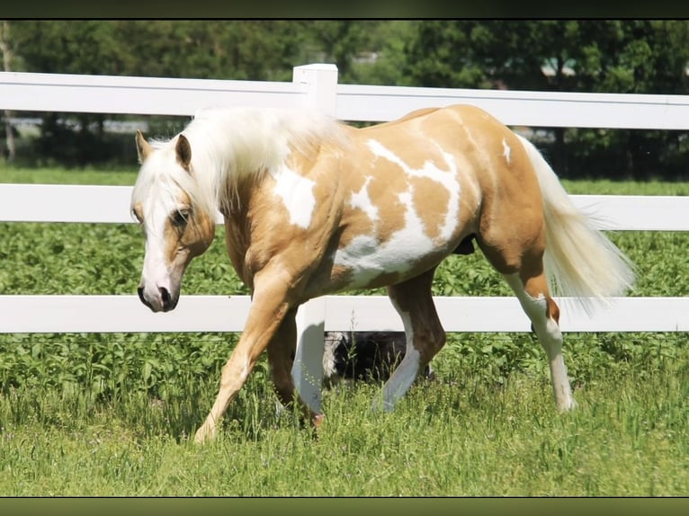 American Quarter Horse Mix Wallach 3 Jahre 150 cm Palomino in Oberlangen