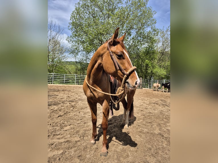 American Quarter Horse Wallach 3 Jahre 150 cm Red Dun in Steinen