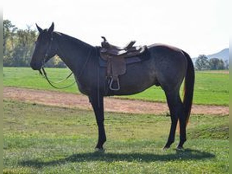 American Quarter Horse Wallach 3 Jahre 150 cm Roan-Bay in Landisburg, PA