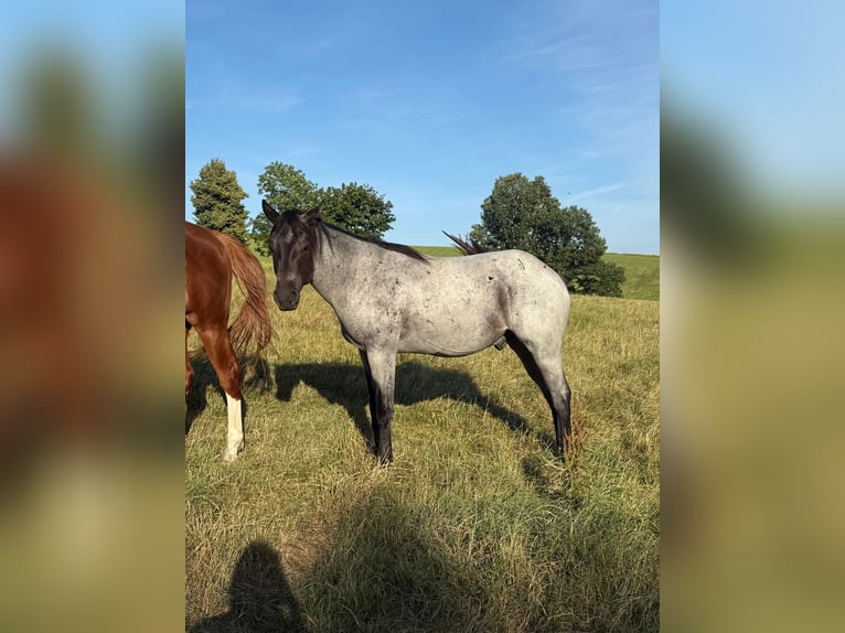 American Quarter Horse Wallach 3 Jahre 150 cm Roan-Blue in Daleiden