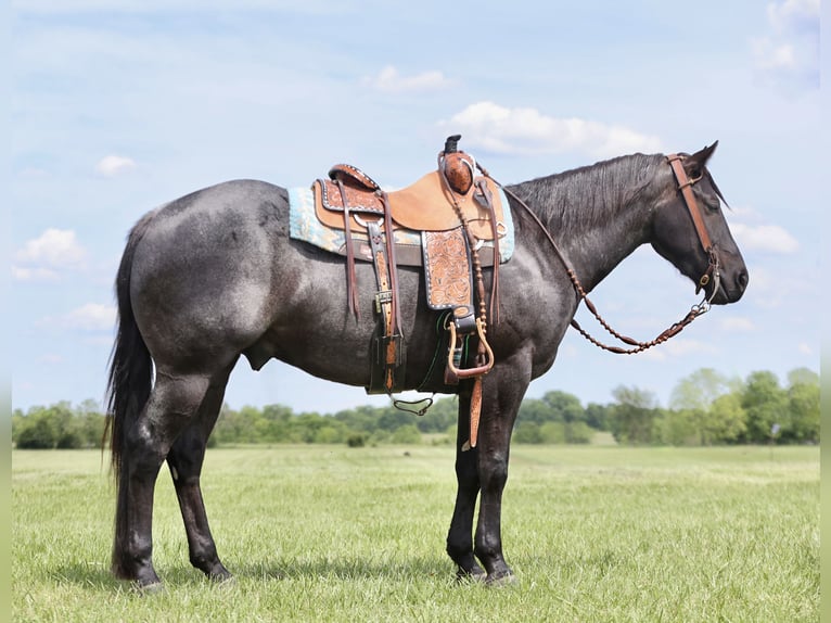 American Quarter Horse Wallach 3 Jahre 150 cm Roan-Blue in Buffalo, MO