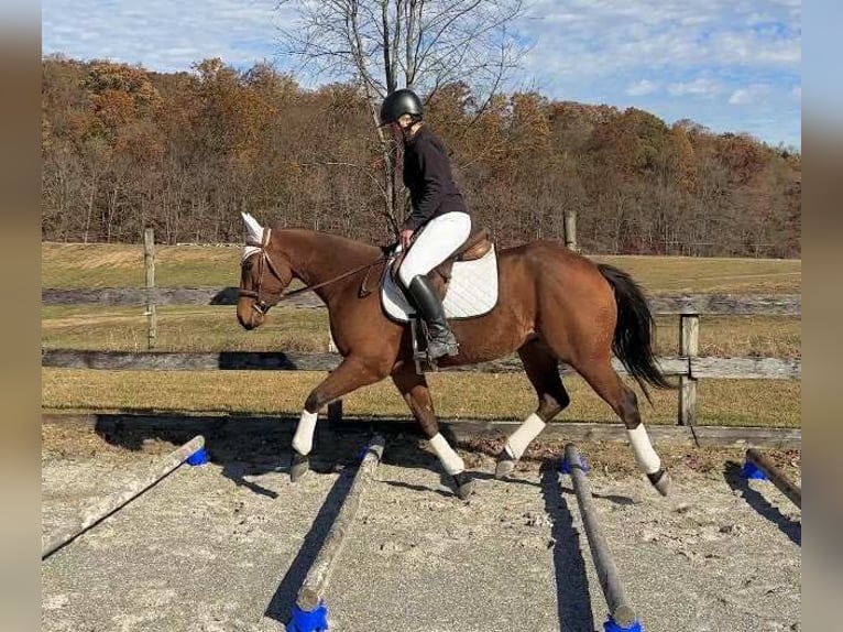 American Quarter Horse Wallach 3 Jahre 150 cm Rotbrauner in New Holland