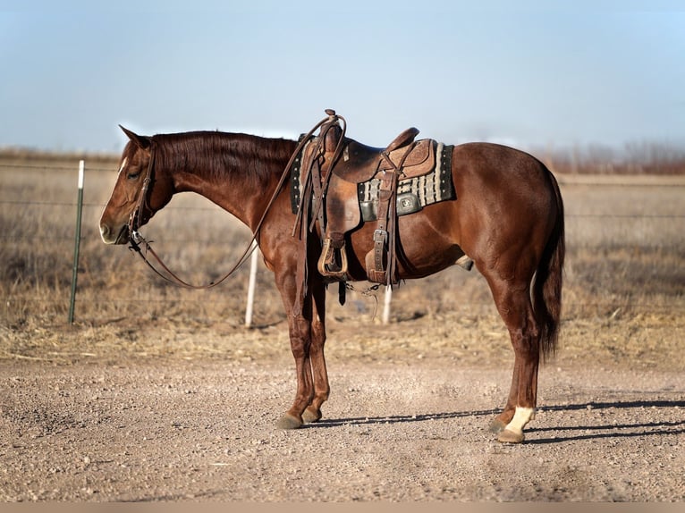 American Quarter Horse Wallach 3 Jahre 150 cm Rotfuchs in Amarillo