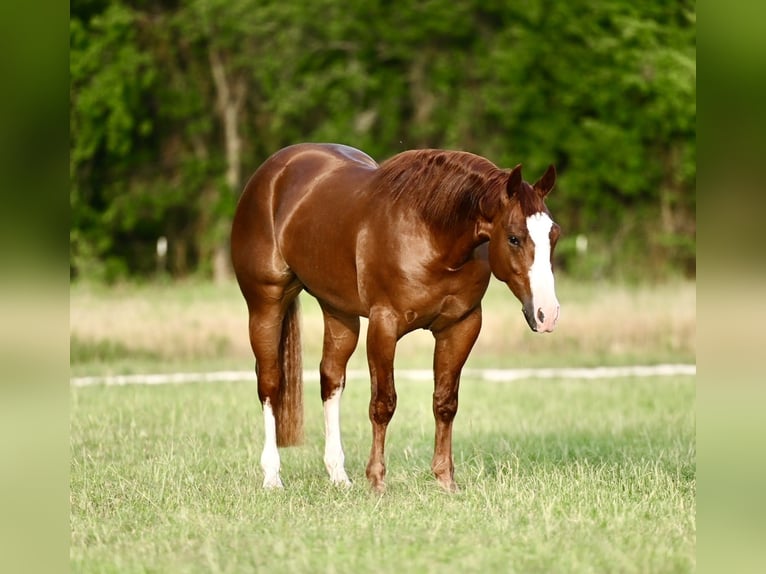 American Quarter Horse Wallach 3 Jahre 150 cm Rotfuchs in Waco