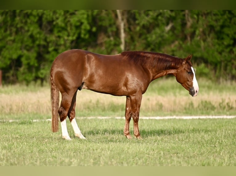 American Quarter Horse Wallach 3 Jahre 150 cm Rotfuchs in Waco