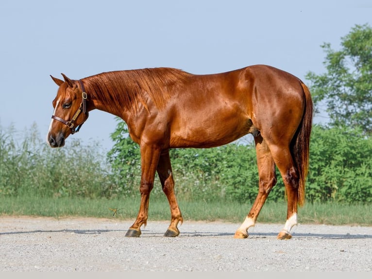American Quarter Horse Wallach 3 Jahre 150 cm Rotfuchs in Ravenna