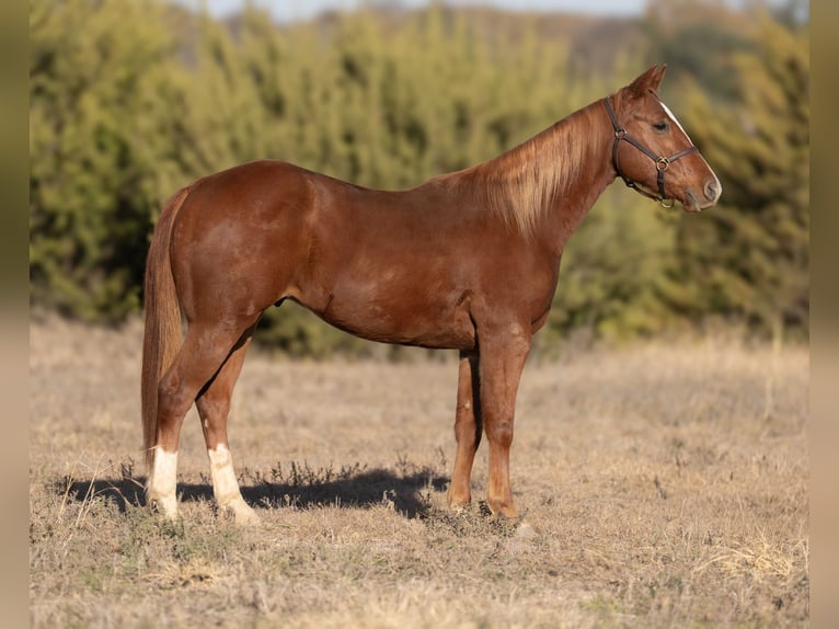 American Quarter Horse Wallach 3 Jahre 150 cm Rotfuchs in Granbury